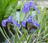 Bontbladige Japanse blauwe lis (Iris leavigata 'Variëgata') - Vijverplant - 3 losse planten - Om zelf op te potten - Vijverplanten Webshop