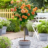 Rosa floribunda "Orange Sensation" | Rozenstruik op stam | Oranje Rozen | Bare rooted tuinplanten | Winterhard | Leverhoogte ca. 60 cm