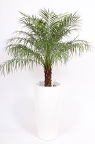 Kamerplant van Botanicly – Dwergdadelpalm incl. sierpot wit als set – Hoogte: 145 cm – Phoenix robellini