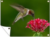 Tuinposter - Tuindoek - Tuinposters buiten - Robijnkeelkolibrie eet uit een cluster van kleine rode bloemen - 120x90 cm - Tuin