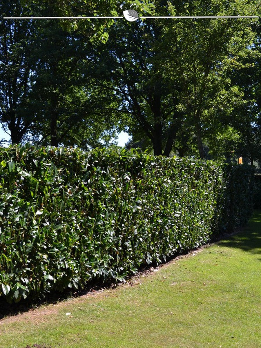 Venijnboom Taxus media Hicksii 40-50 cm, 10x Haagplant