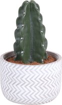 Cactus van Botanicly – Cuddly Cactus – Hoogte: 20 cm