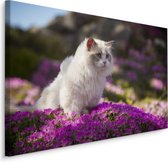 Schilderij - Ragdoll Kat tussen de Bloemen, Premium print