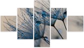 Schilderij - Paardenbloem met waterdruppels, 5luik, premium print
