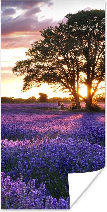 Poster Lavendelvelden in Engeland tijdens zonsondergang - 20x40 cm