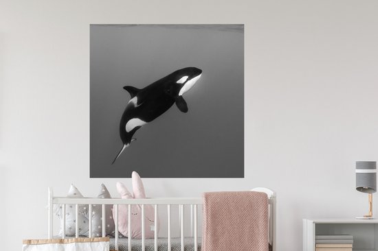 Orka springt het zeewater uit met spetters om hem heen