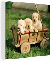 Tableau sur toile Trois adorables chiots Golden Retriever dans une charrette - 50x50 cm - Décoration murale