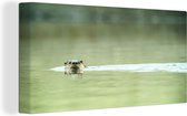 Canvas Schilderij Otter zwemt in water - 80x40 cm - Wanddecoratie