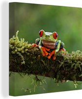 Tableau sur toile Grenouille lémurien aux yeux rouges sur branche couverte - 20x20 cm - Décoration murale