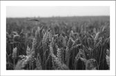Walljar - Field Of Barley - Zwart wit poster