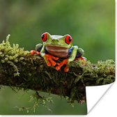 Poster Grenouille aux yeux rouges sur une branche couverte - 75x75 cm