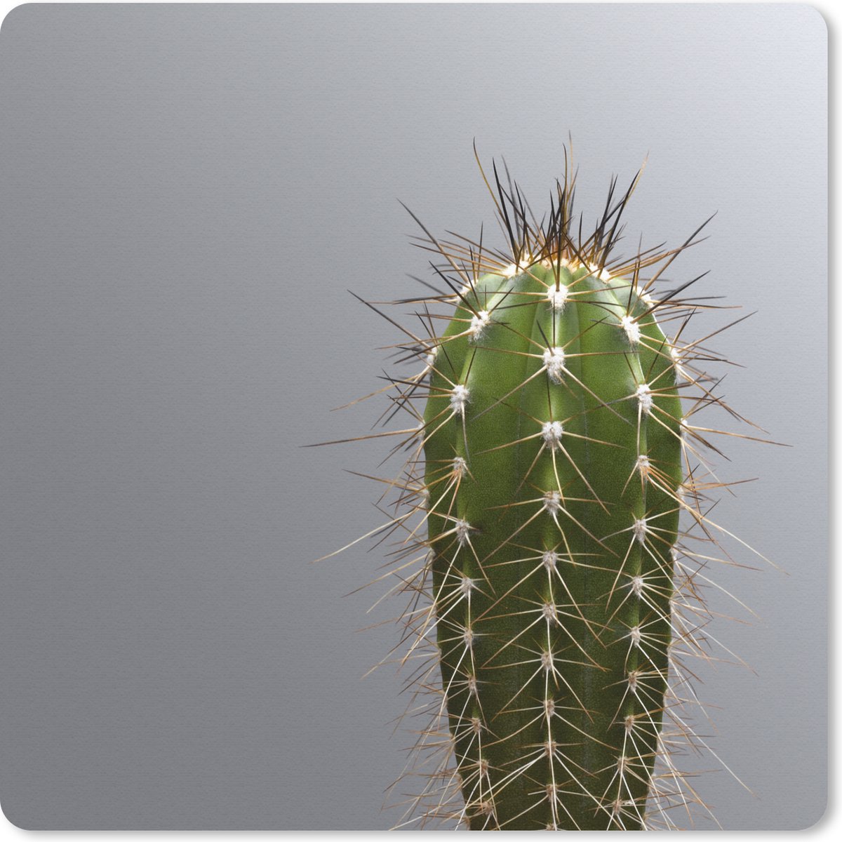 Muismat 30x30 cm - Mousepad Cactus botanische print - Muismatten