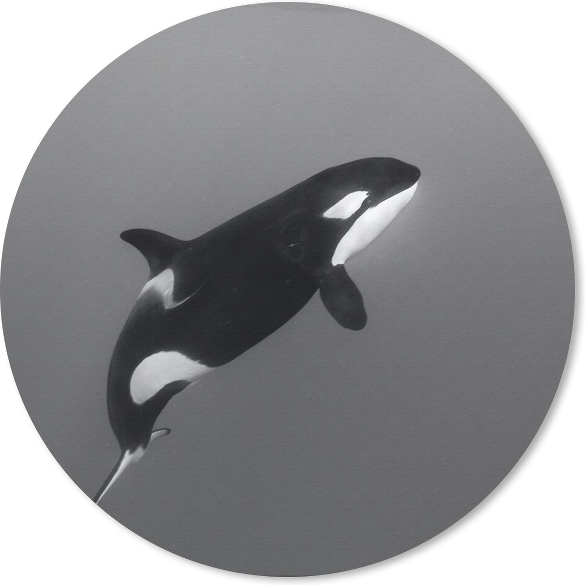 Muismat rond 30x30 cm - Mousepad Orka - Water - Dieren - Ronde muismatten