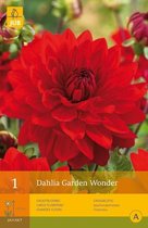 2 stuks 1 Dahlia Garden Wonder