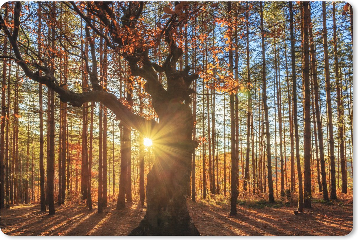 Muismat XXL 120x80 cm - Bureau onderlegger - Bureau mat Herfst - Zon - Boom - Bureaumat - Gaming mousepad xl - Bureaulegger groot - Computer deskmat