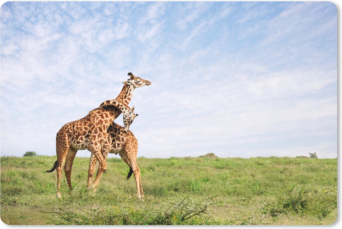 Muismat XXL 120x80 cm - Bureau onderlegger - Bureau mat Twee giraffen op de savannes van het Nationaal park Serengeti in Afrika - Bureaumat - Gaming mousepad xl - Bureaulegger groot - Computer deskmat