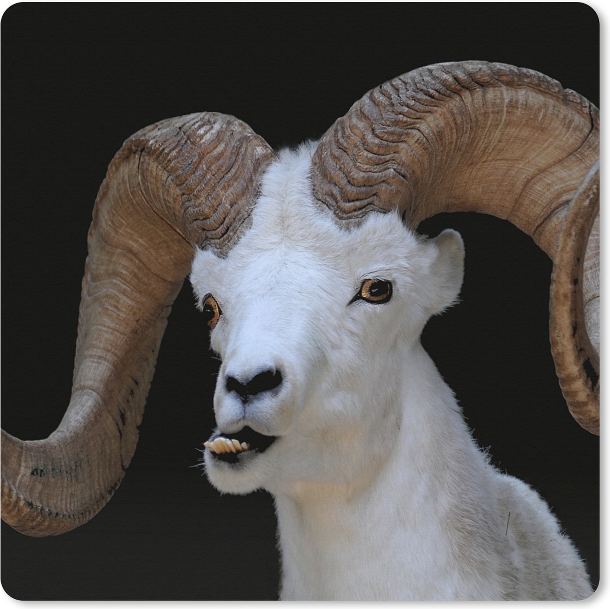 Muismat XXL 40x40 cm - Bureau onderlegger - Bureau mat Bok - Dieren - Hoorn - Bureaumat - Gaming mousepad xl - Bureaulegger groot - Computer deskmat