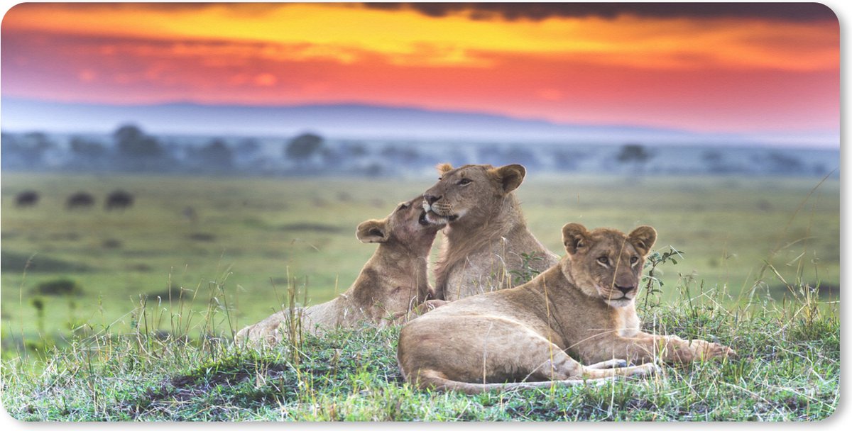 Muismat XXL 120x60 cm - Bureau onderlegger - Bureau mat Leeuwen tijdens zonsopkomst - Bureaumat - Gaming mousepad xl - Bureaulegger groot - Computer deskmat