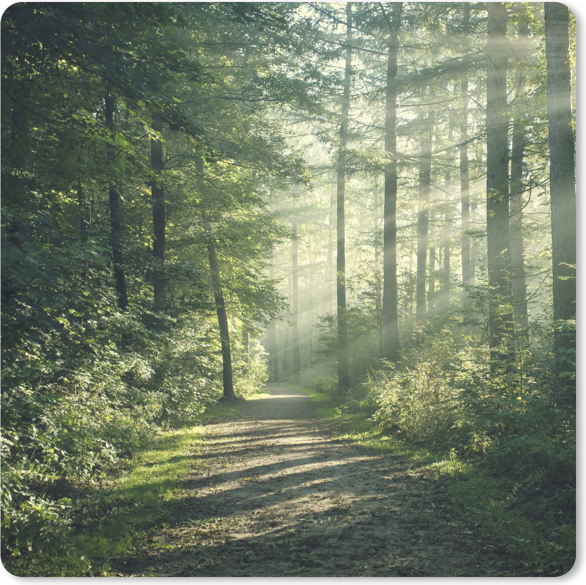 Muismat XXL 40x40 cm - Bureau onderlegger - Bureau mat Bos - Pad - Zon - Bomen - Groen - Natuur - Bureaumat - Gaming mousepad xl - Bureaulegger groot - Computer deskmat