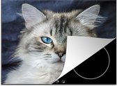 KitchenYeah® Inductie beschermer 60x52 cm - Close-up portret van een Ragdoll kat - Kookplaataccessoires - Afdekplaat voor kookplaat - Inductiebeschermer - Inductiemat - Inductieplaat mat