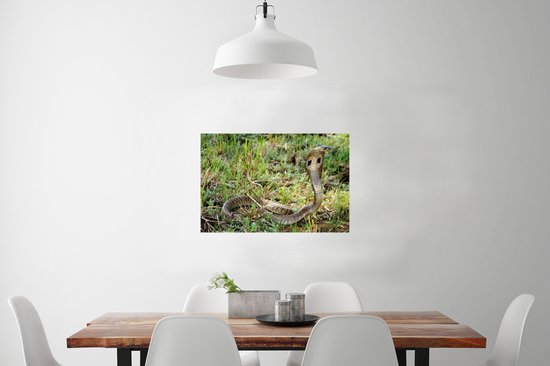 Serpent Cobra dans l'herbe verte Poster 90x60 cm - Tirage photo sur Poster (décoration murale salon / chambre) / Poster Animaux sauvages