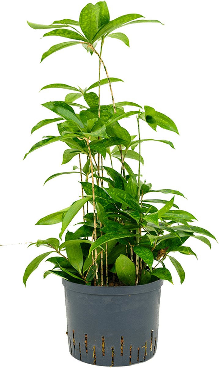 Dracaena Surculosa - Hydroplant - Toef - Hoogte 45 cm - Ø 25/19 cm