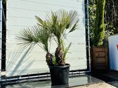 Palmboom - Chamaerops Humilis Cerifera - Europese Dwergpalm - Winterhard - Pot ⌀ 40cm - Hoogte  140-160cm