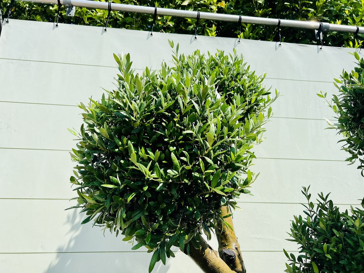 Tropictrees