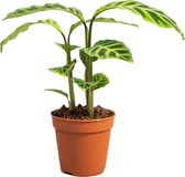PLNTS - Calathea Zebrina - Kamerplant - Kweekpot 12 cm - Hoogte 35 cm
