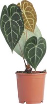 PLNTS - Anthurium Clarinervium - Kamerplant Aderplant - Kweekpot 12 cm - Hoogte 40 cm