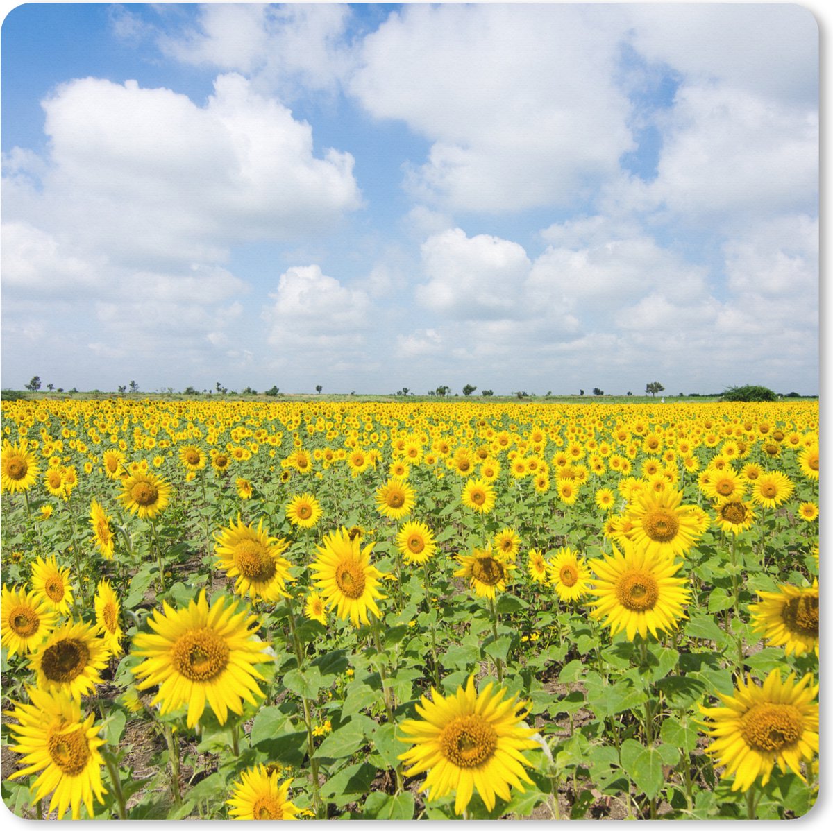 Muismat XXL 60x60 cm - Bureau onderlegger - Bureau mat Zonnebloemen - Bloemen - Wolken - Natuur - Geel - Landschap - Bureaumat - Gaming mousepad xl - Bureaulegger groot - Computer deskmat