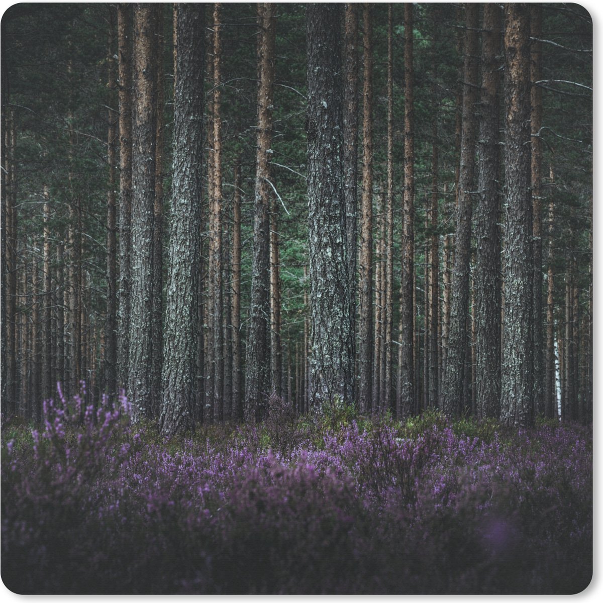 Muismat XXL 80x80 cm - Bureau onderlegger - Bureau mat Lavendel in bos - Bureaumat - Gaming mousepad xl - Bureaulegger groot - Computer deskmat