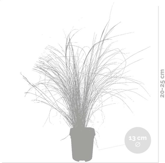 2x Stipa tenuifolia 'Ponytails' - Vedergras - Siergrassen - Winterhard - ⌀13 cm - 20-25 cm - Bloomique