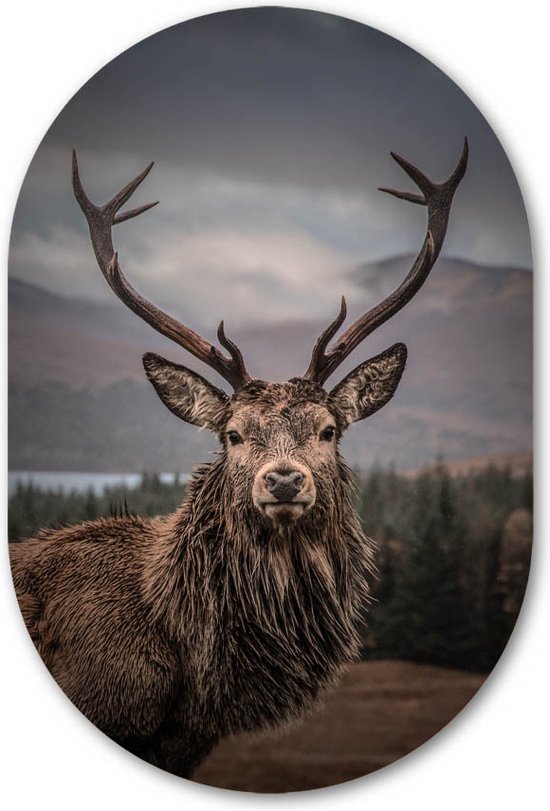 Muurovaal Edelhert - WallCatcher | Geborsteld Aluminium 60x90 cm | Ovalen schilderij | Wandovaal Scottish deer