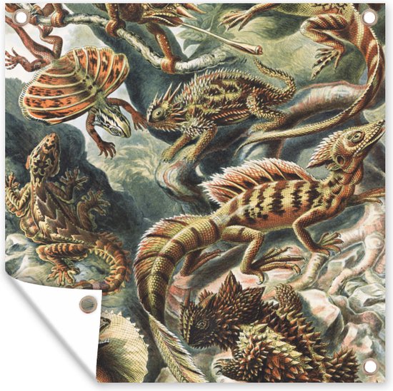 Tuinposter - Salamander - Schuttingdoek - Tuin - Ernst Haeckel - Kunst - 200x200 cm - Kameleon - Tuindoek