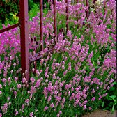 6x Lavandula angustifolia "Loddon Pink" | Roze Lavendel | Lavendelplant Winterhard | Hoogte 20-22cm | Pot Ø 9cm