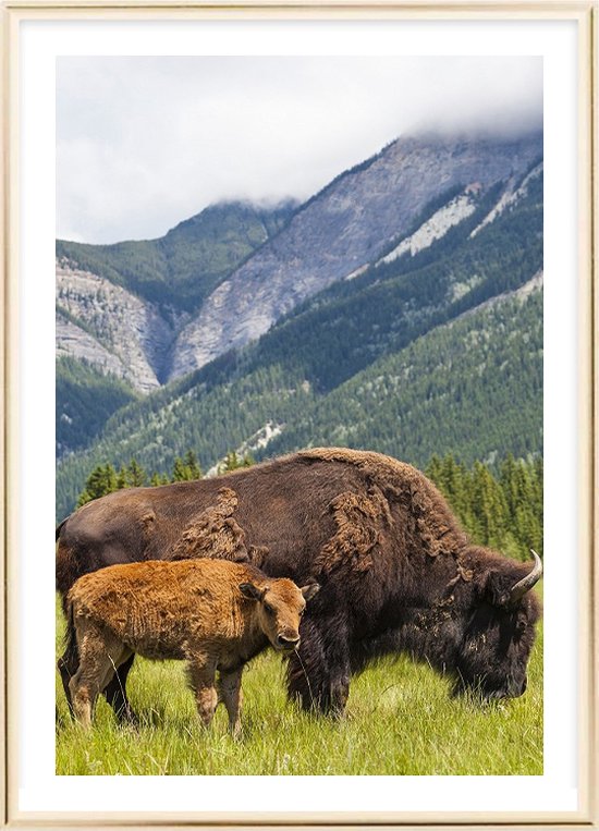 Poster Met Metaal Gouden Lijst - Moeder Bison Poster