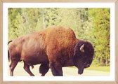 Poster Met Eiken Lijst - Yellowstone Buffalo Poster