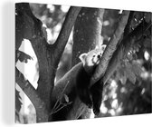 Canvas Schilderij Rode panda in een boom - zwart wit - 30x20 cm - Wanddecoratie
