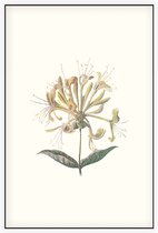 Kamperfoelie (Honeysuckle) - Foto op Akoestisch paneel - 60 x 90 cm