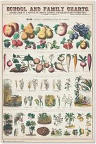 Grupo Erik Fruits And Vegetables  Poster - 61x91,5cm