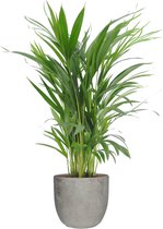 Goudpalm (Areca / Dypsis Palm) in Mica sierpot Jimmy (lichtgrijs) – ↨ 65cm – ⌀ 18cm