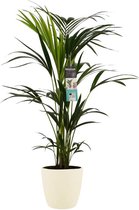 Kentia Palm 100 cm in ELHO sierpot (soap)