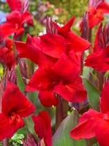 40x Bloemriet 'Canna black knight' - BULBi® bloembollen en planten met bloeigarantie