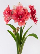 4x Hippeastrum 'Double dream' - BULBi® Bloembollen met bloeigarantie