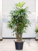 Bamboepalm Rhapis Excelsa 220 cm kamerplant