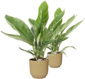 Duo Anthurium 'Jungle King' in ELHO Vibes (botergeel) ↨ 50cm - 2 stuks - hoge kwaliteit planten