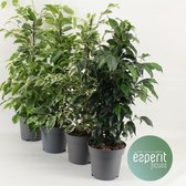 Kamerplanten van Botanicly – 4 × Treurvijg – Hoogte: 55 cm – Ficus benjamina