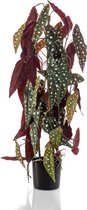 Kunstplant Begonia op stam 75 cm