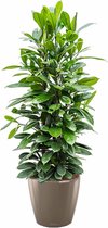 Ficus Cyathistipula in watergevende Classico taupe | Rubberboom